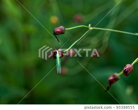 草蛉眼草蛉 93389555