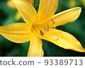 黃花菜 93389713