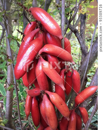 血紅肉果蘭 血紅肉果蘭 93389716