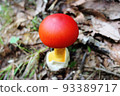 鵝Hemibapha 93389717