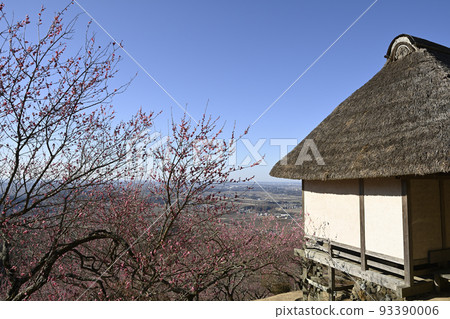 Observatory Azumaya overlooking the Kanto Plain and Mt. Tsukuba Plum Grove in full bloom 93390006