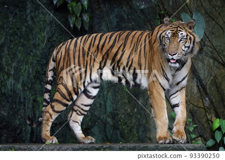 Close up Indochinese tiger is beautiful animal and dangerous in forest Close up Indochinese tiger is beautiful animal and dangerous in forest 93390250
