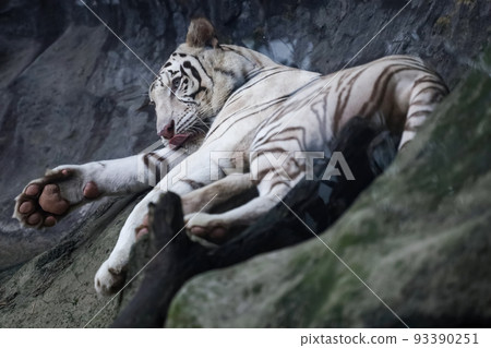 Close up white tiger is sleep and rest on the rock mountain Close up white tiger is sleep and rest on the rock mountain 93390251