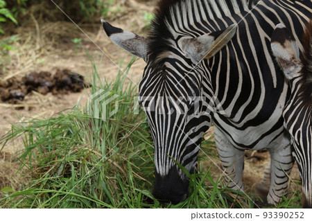 The family burchell zebra is eatting in farm The family burchell zebra is eatting in farm 93390252