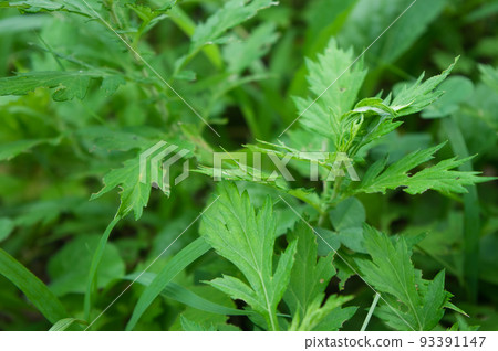 Juvenile larvae of the grasshopper found in Satoyama, Toyama Prefecture 93391147