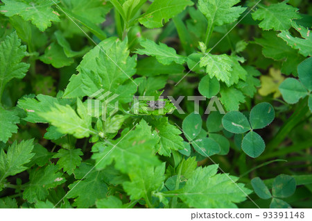 Juvenile larvae of the grasshopper found in Satoyama, Toyama Prefecture Juvenile larvae of the grasshopper found in Satoyama, Toyama Prefecture 93391148