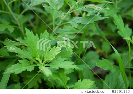Juvenile larvae of the grasshopper found in Satoyama, Toyama Prefecture Juvenile larvae of the grasshopper found in Satoyama, Toyama Prefecture 93391153