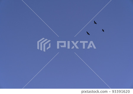 Three birds flying in the sunset sky Three birds flying in the sunset sky 93391620