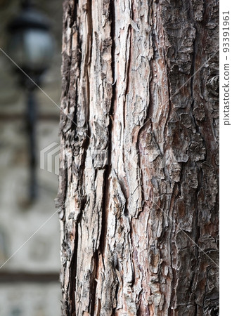 Beautiful textured structure of the bark on the vertical trunk of a beautiful tree in the rays of the evening sun. 93391961