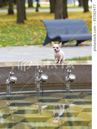 A cute small purebred white chihuahua dog with smile on its muzzle rests in the park by the big fountain with smooth surface the water and view of the bench as a background posing, looks straight 93392477