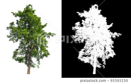 isolated single tree on white background with clipping path and alpha mask 93393150