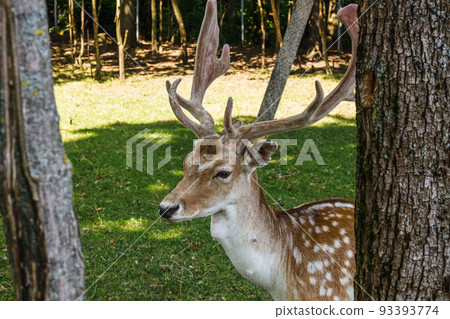 Close-up of a deer in a field. Wild animal in the summer nature 93393774