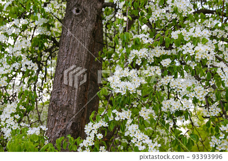Beautiful branches of spring fruit tree with white flowers 93393996