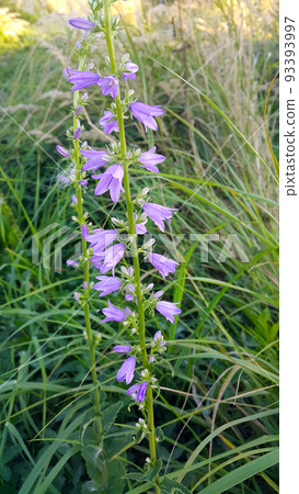Beautiful wild flowers, Rapunzel bell 93393997