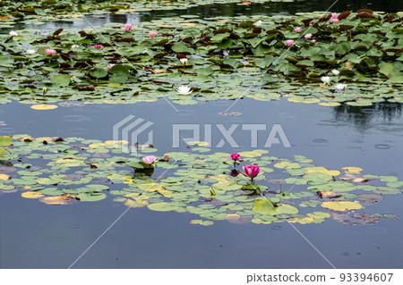 Beautiful summer water lilies at Renkaiji Temple, Kusatsu City, Shiga Prefecture 93394607