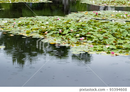 Beautiful summer water lilies at Renkaiji Temple, Kusatsu City, Shiga Prefecture 93394608