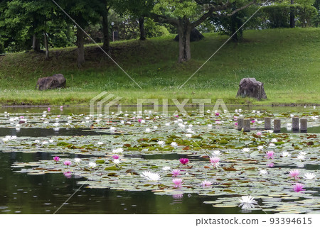 Beautiful summer water lilies at Renkaiji Temple, Kusatsu City, Shiga Prefecture Beautiful summer water lilies at Renkaiji Temple, Kusatsu City, Shiga Prefecture 93394615