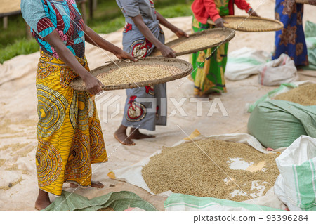 Female coffee farmers sorting through coffee cherries 93396284