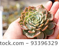 Succulent plants 93396329