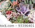Colorful and cute succulents 93396401