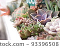 Colorful and cute succulents 93396508