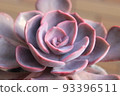 Colorful and cute succulents 93396511