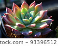 Colorful and cute succulents 93396512