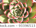 Colorful and cute succulents 93396513