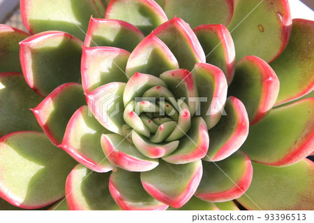 Colorful and cute succulents 93396513