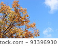 Autumn sky sky 93396930