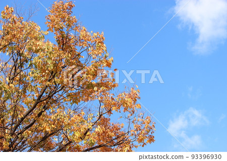 Autumn sky sky Autumn sky sky 93396930