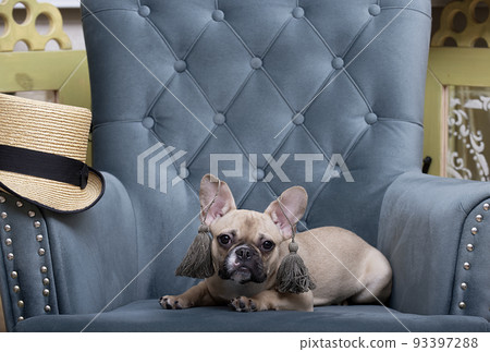 A bulldog dog in stylish designer earrings lies next to a straw hat - a bowler hat and looks attentively into the camera A bulldog dog in stylish designer earrings lies next to a straw hat - a bowler hat and looks attentively into the camera 93397288