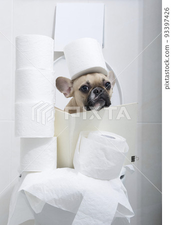 The bulldog dog sits on the toilet in the toilet room among many rolls of paper and holds one roll on his head. The bulldog dog sits on the toilet in the toilet room among many rolls of paper and holds one roll on his head. 93397426