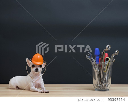 Chihuahua dog in a small protective construction helmet lies next to construction tools in a glass vase on Labor Day. 93397634