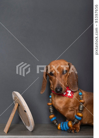 A dachshund hunting dog looks at the camera while sitting by a mirror with a black pearl necklace and bijouterie. 93397656