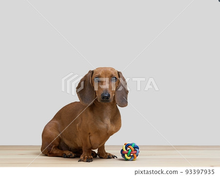 Dachshund hunting dog sits with a rubber wicker toy on a white background in a photo studio looking at the camera. Dachshund hunting dog sits with a rubber wicker toy on a white background in a photo studio looking at the camera. 93397935