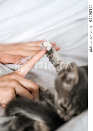 Cat Adoption, Adopt kitten from rescues and shelters. Rehome a Cat. Portrait of woman playing with outbred homeless adopted grey kitten 93398533