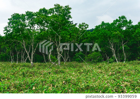 forest landscape of Kunashir island, monsoon coastal forest with curved birches and bamboo thickets forest landscape of Kunashir island, monsoon coastal forest with curved birches and bamboo thickets 93399059