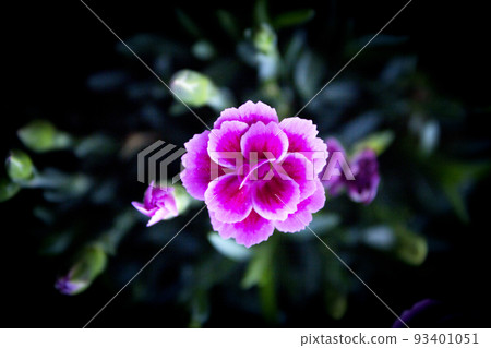 Carnation flower variety, in pink color 93401051