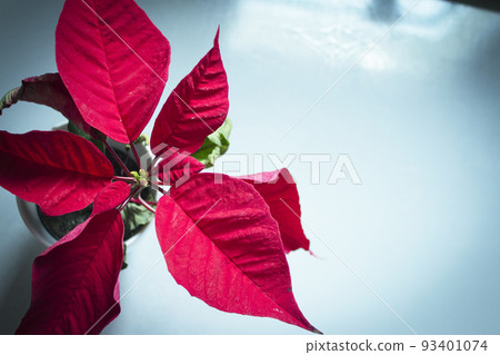 Poinsettia in red Poinsettia in red 93401074