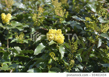 Oregon grape 93401434