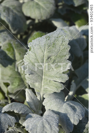 Shining-white ragwort Shining-white ragwort 93401465