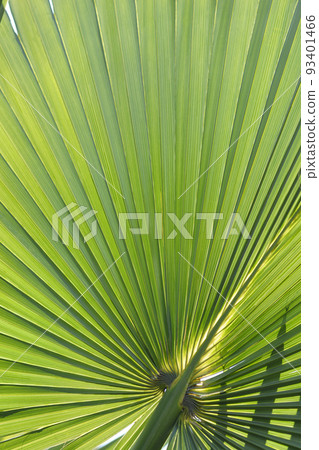 Sabal palm Sabal palm 93401466