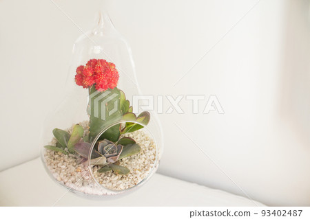 Succulent plant terrarium inside a glass pear 93402487
