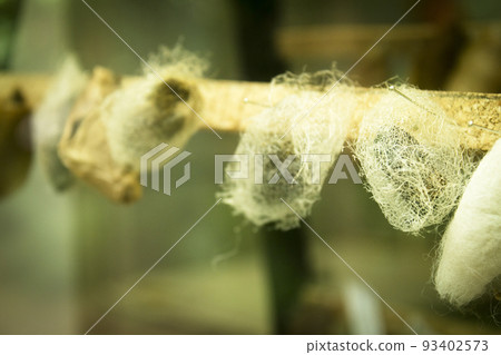 Butterfly nests with some of them being born Butterfly nests with some of them being born 93402573