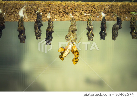 Birth of a metamorphosis butterfly Birth of a metamorphosis butterfly 93402574