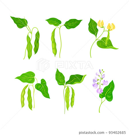 Set of soy bean plant with green leaves, flowers and pods. Legume, lettil beans or peas plant cartoon vector illustration 93402685
