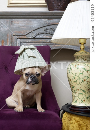 A French bulldog breed dog hides under a lampshade from a table lamp, putting it on his head, sitting in a cozy chair and looking sadly at the camera. 93403119