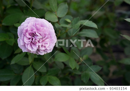 A spectacular open rosebud of lilac color stretches up on a green bush, there is a lot of space for text. 93403154