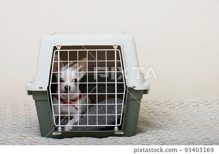 Transportation of dogs - a small chihuahua dog lies behind a closed metal lattice door in a large plastic shipping box. Transportation of dogs - a small chihuahua dog lies behind a closed metal lattice door in a large plastic shipping box. 93403169
